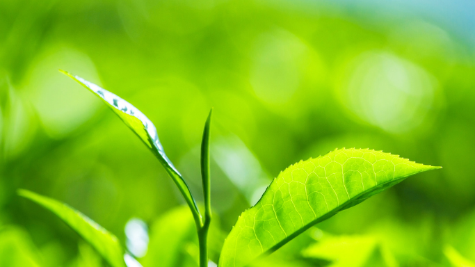 Where does tea come from?